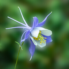 Colorado state flower, the blue columbine, closeup with bokeh background