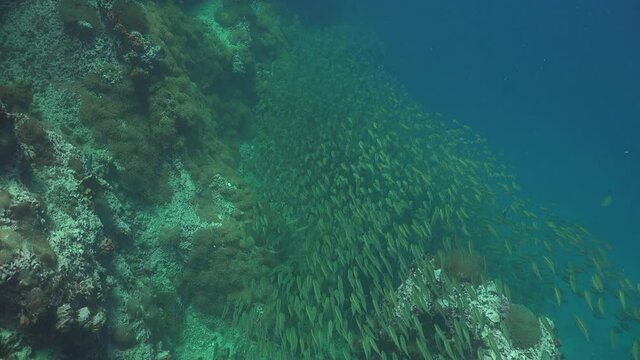 A School of The yellowstripe scad (Selaroides leptolepis) and free diver 