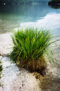 Grass growing on edge of lake