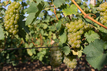 Vineyard in Romania