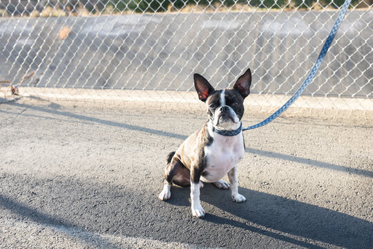 Bruce the Boston/Pug on the trail