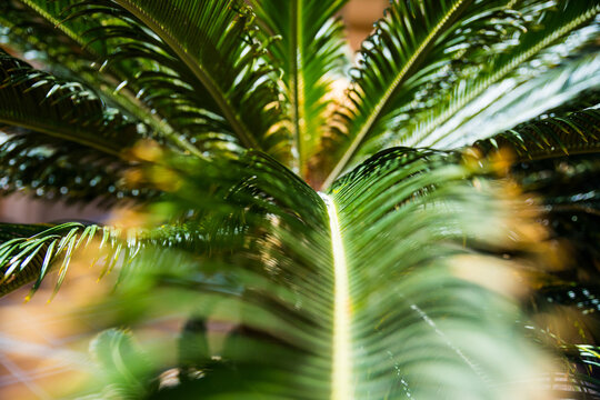 Close up of the top of a palm tree with its lieves