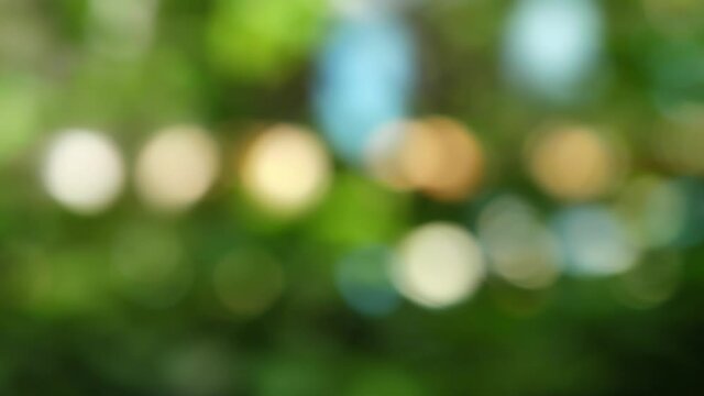 Green nature blur background with bokeh