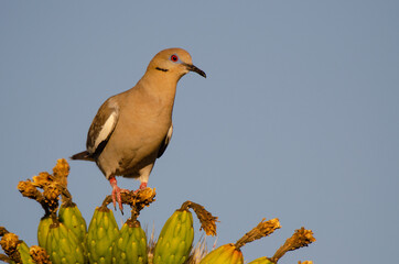 White-winged Dove on Saguaro Cactus