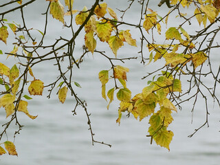 Birch branches with yellow leaves above the water