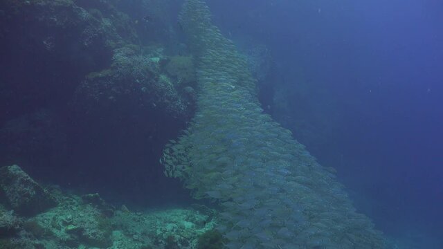 A School of The yellowstripe scad (Selaroides leptolepis)