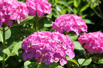 晴れた日の紫色の紫陽花