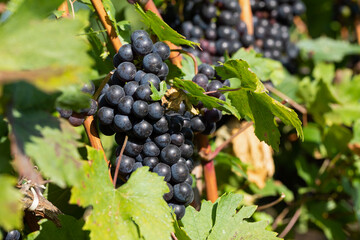 Vineyard in Romania