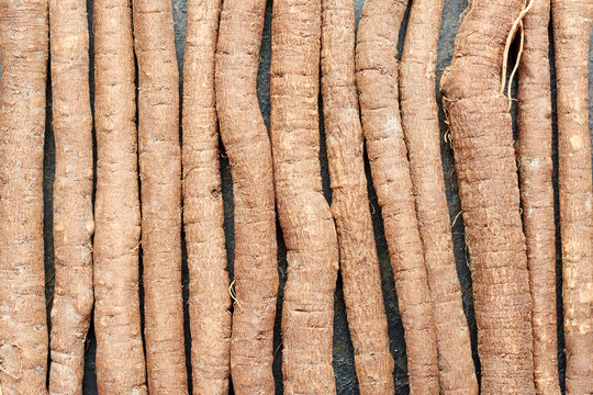 Black salsify roots