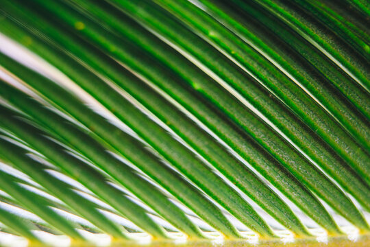 Close up of the side of a palm tree lief