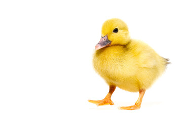 NewBorn little Cute yellow duckling isolated on white.