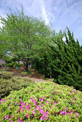 Fototapeta premium 御所ヶ谷公園（神奈川県藤沢市）