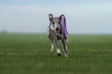 greyhound dog runs on the lawn. Whippet plays on grass. Active pet