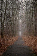 Landscape. Photo of a path in the Park on a foggy morning.