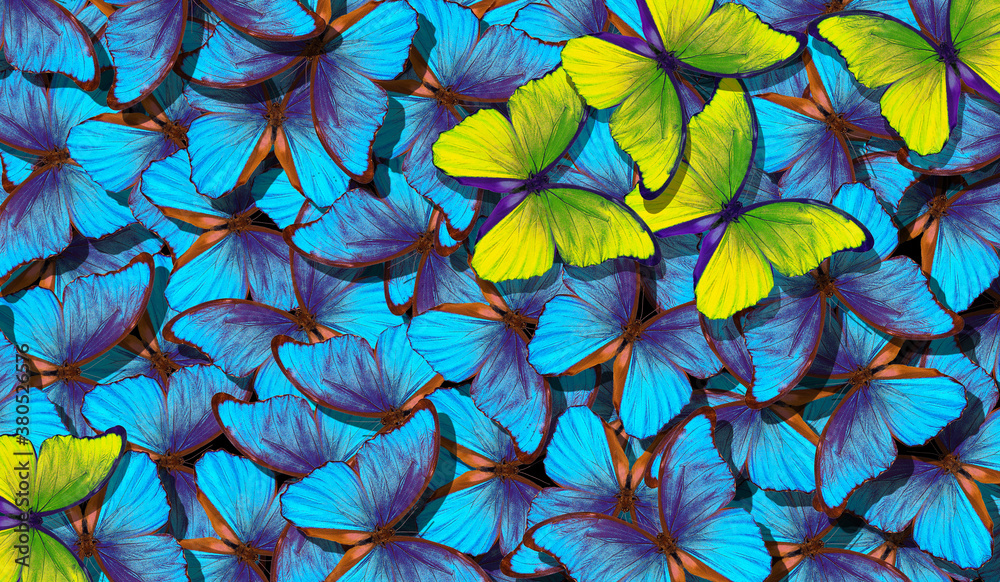 Aufkleber blue abstract texture background. butterfly morpho. wings of a butterfly morpho. flight of bright bl