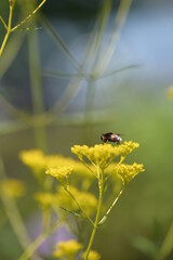 蜂とおみなえしの花
