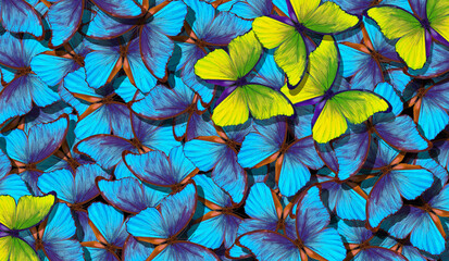 Obraz na płótnie Canvas Blue abstract texture background. Butterfly Morpho. Wings of a butterfly Morpho. Flight of bright blue butterflies abstract background. Yellow butterflies against the background of many blue moths