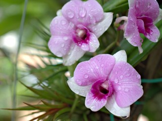Closeup macro petals purple cooktown orchid ,Dendrobium bigibbum orchid flower plants with water drops in garden and soft focus with blurred background, sweet color for card design