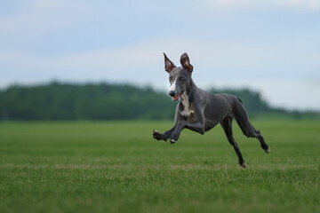 greyhound dog runs on the lawn. Whippet plays on grass. Active pet