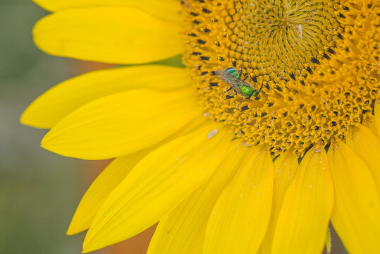 Sunflower and a green bee
