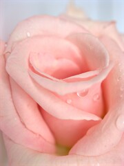 Closeup macro petals pink rose isolated flower with water drops and soft focus, blurred background ,sweet color for wedding card design