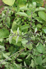 Disease on purple potato plant. Potato leaves with illness