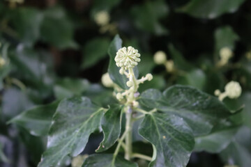 Climber green Ivy plant in bloom with with blossom