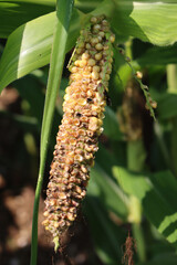 Damaged ear of corn in field. Zea mays or maize ear damaged by bird feeding