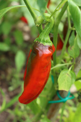 Red long peppers growing on plant in the vegetable garden on summer