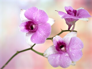 Closeup macro petals purple cooktown orchid ,Dendrobium bigibbum orchid flower plants and soft focus on sweet pink blurred background, sweet color for card design