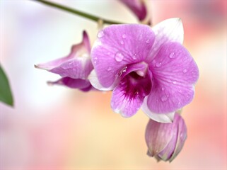 Closeup macro petals purple cooktown orchid ,Dendrobium bigibbum flower with water drops and soft focus on pink blurred background, sweet color for card design