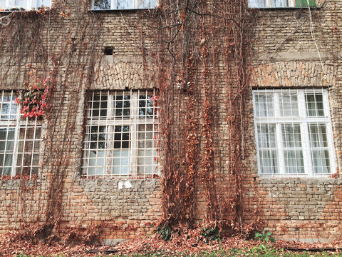 Ivy growing on a brick wall of an old house