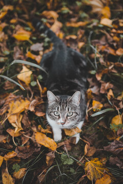 Adorable big eyed and mixed race cat looking at the camera