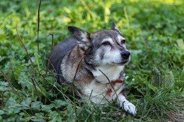 Naklejka na ściany i meble Outdoor portrait of a happy old dog lying in green grass.