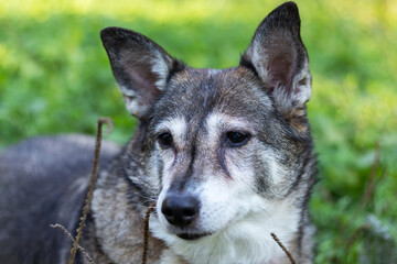 Naklejka na ściany i meble Outdoor portrait of old dog with gray fur.