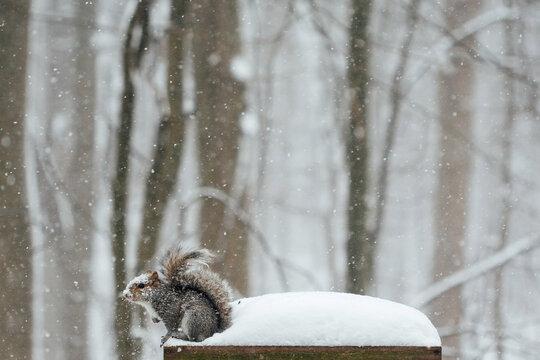 Squirrel covered in snow at birdfeeder