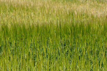 Bright green agricultural field planted with cereals
