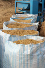 Rice grain harvest final output ready to sale in the market