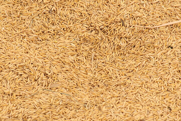 Rice grain golden harvest final output ready to sale in the market