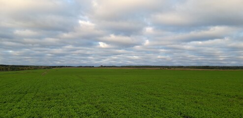 green field and blue sky