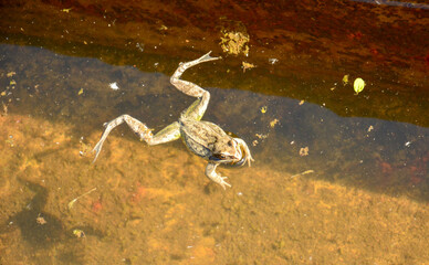 Lake frog swims in an iron container