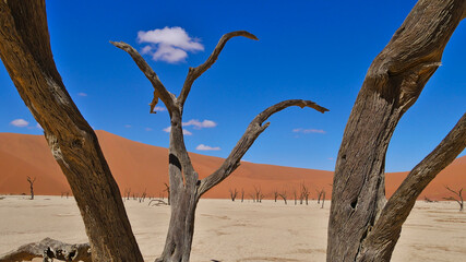 Remaining branches of dead old tree in Sossusvlei, Namib desert, Namibia, Africa with dead trees and big orange sand dune in background. Blue sky with few clouds.