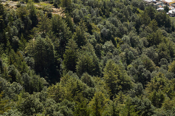 Aerial view of trees and pines - Green forest trees texture background - healthy ecosystem and environment.