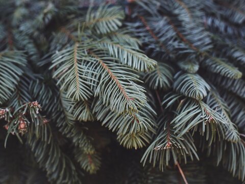 Christmas winter holiday berries and greens with pine cones and natural beauty
