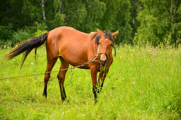 Naklejka na ściany i meble Domestic horse on a leash grazes on a green meadow