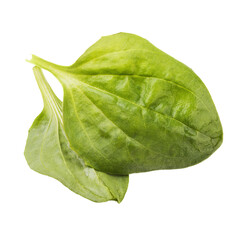 Two plantain leaves isolated on white background. Photo stacking © Sergey Chayko