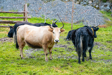 A herd of yaks in a ranch in Tibet, China.