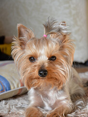 Cute yorkshire terrier close up