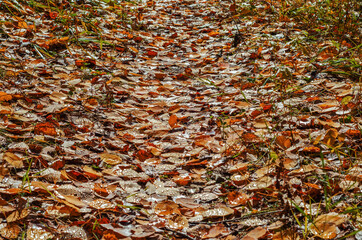 autumn leaves on the ground