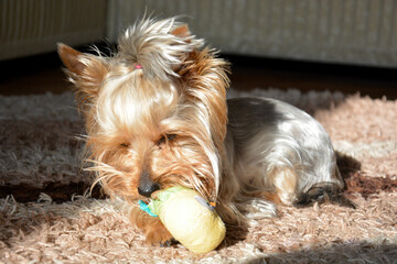 Cute yorkshire terrier playing with his toy